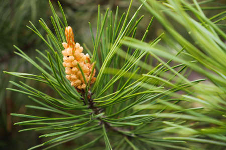 Young sapling pine buds. Spring tree growth. Young green pine branch.の写真素材