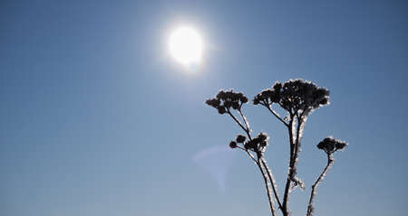 Winter scene. A frozen, withered inflorescence of a field grass against a clear blue sky, backlit by...