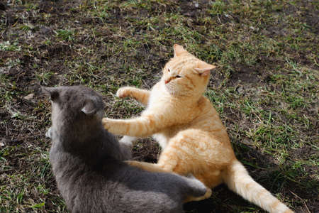 Fight of red and blue British cats in early spring. March Cat Games.の写真素材