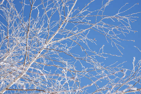Winter scene. Background in blue tones. Branches of white birch in hoarfrost against the backdrop of a clear blue sky backlit by the bright sun.の写真素材