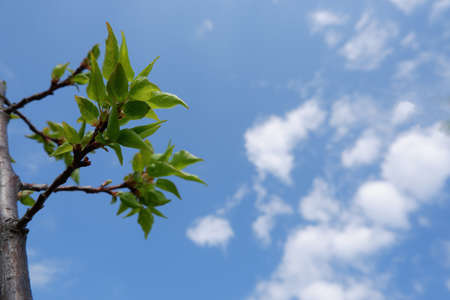 Natural Background. Green apricot foliage against the blue sky.の写真素材