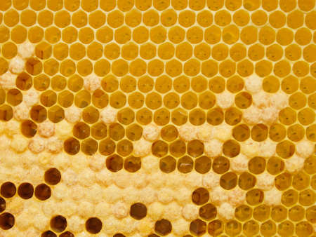 Fresh Honey In Comb. Beewax comb structure abstract pattern. Yellow Honey cells texture background.の写真素材