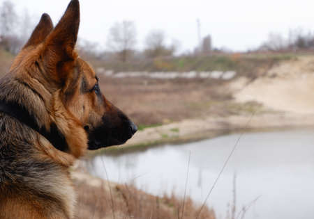 Rear view dog sitting on lakeside. Lake landscape, with German Shepherd.の写真素材