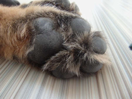 German shepherd puppy posed on a white brick wall. Paw German shepherd. Close up.