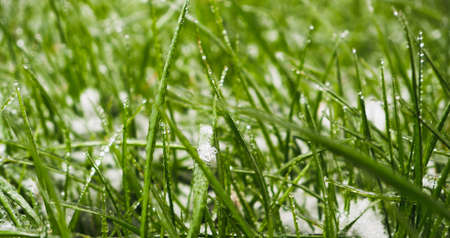 Green grass covered by the first snow on lawn. Green grass sprouts from under the snow that melts in the springの写真素材