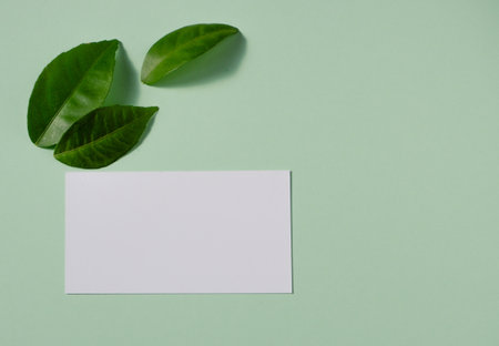 Background from colored sheets of paper and green lemon leaves. Top view, flat lay. Space for text...