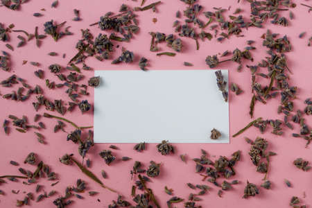 Pink paper background dry stems and leaves of lavender. Top view, flat lay. Dry flower floral composition. Place for your text.の写真素材