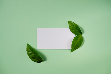 Background from colored sheets of paper and green lemon leaves. Top view, flat lay. Space for text on a white background.の写真素材