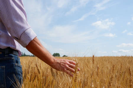 The agronomist in the wheat field holds ripe wheat bread wheat in his hands.