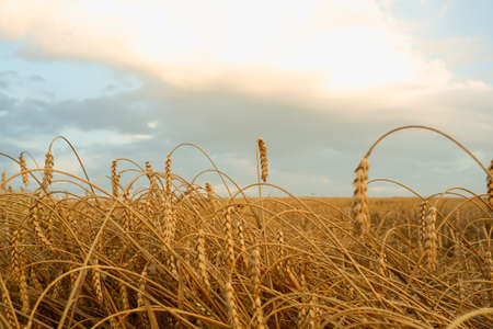 Spikelets of ripe wheat against the blue sky. Background in gold and blue tones.
