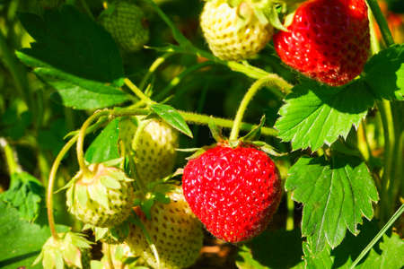 Red ripe juicy strawberries in the garden. Organic food. A strawberry bush with ripe and green fruit...