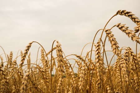 Summer landscape of wheat field. Ripe cereals field. Golden spikelets of ripe wheat close upの写真素材