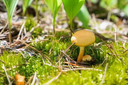 Yellow summer mushrooms in sunlight on a background of green moss and herbs.
