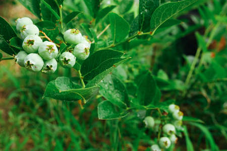 Green blueberries on the bushes. A close-up photo of unripe berries on the branches. Vaccinium corymbosumの写真素材