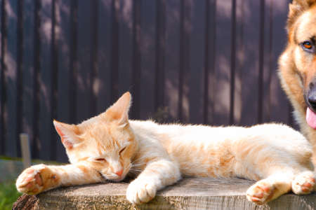 A lazy cat is relaxing in the shade of a summer garden on a large stump and does not know what...