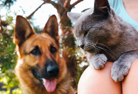 A cat lies in the arms of a young woman sitting in the garden in the summer. Blue British cat.