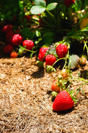 Red ripe juicy strawberries in the garden. Organic food. A strawberry bush with ripe and green fruit in the garden.の写真素材