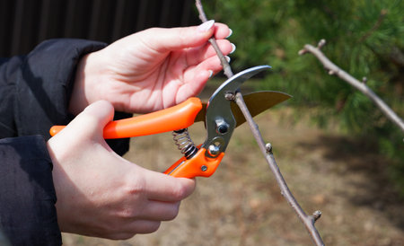 Pruning a fruit tree in spring. Female hands with pruning shears carry out garden pruning. Close-up...