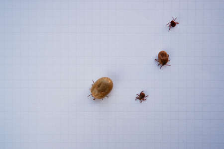 Acarus. Parasites. Mite. Several ticks removed from a dog after walking on white paper.