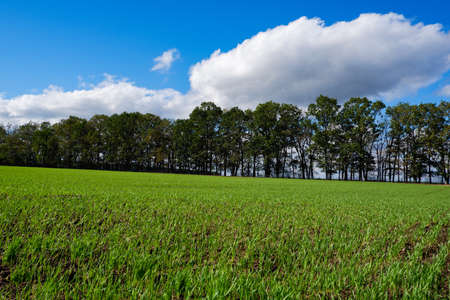 Spring landscape. Green wheat field in spring. Green grass, trees on the horizon blue sky. Sunny...