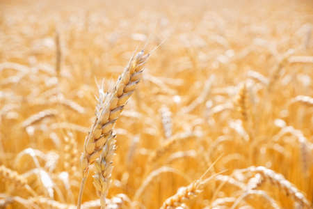 Gold yellow background with wheat ears. Close Up wheat field in harvest season with sunlight.の写真素材