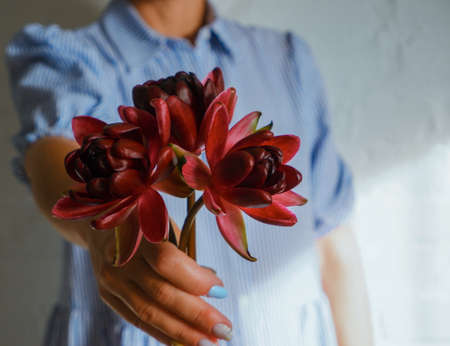 A girl in a blue dress holds nymphaea flowers in her hands against a background of a white brick wall.の写真素材