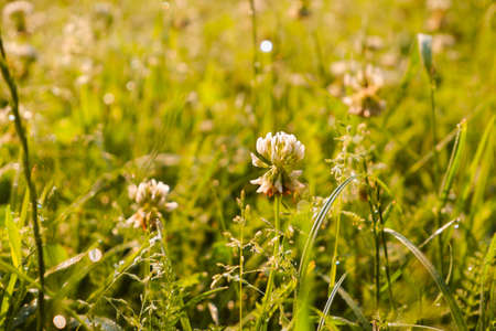 Green grass lawn with white clover flowers. The grass is covered with morning dewの写真素材