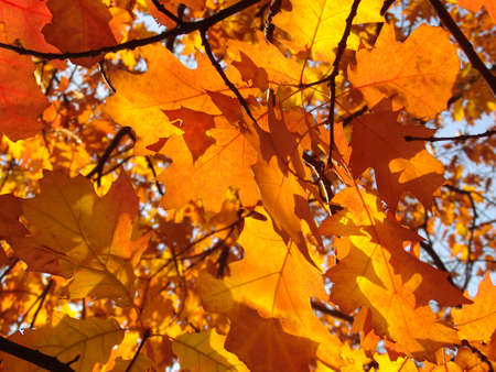 Maple tree with yellow leaves against the blue sky