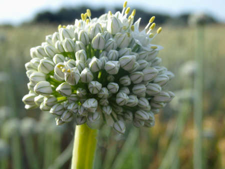 Macro of blooming onion flower head
