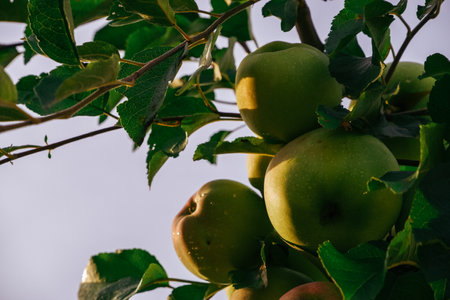 Apple harvesting. Many apples on one branch among the green foliage.の写真素材