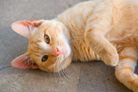 A ginger cat lies on a concrete path. The red cat is resting in the sun.の写真素材
