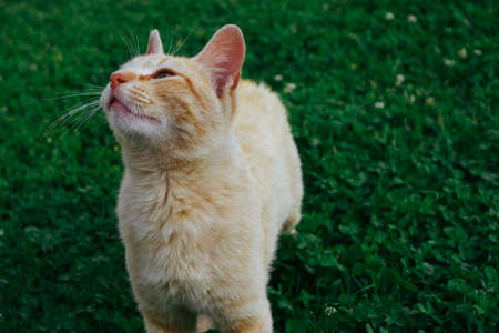 The ginger cat lies on the green grass. The red cat is resting in the sun.の写真素材