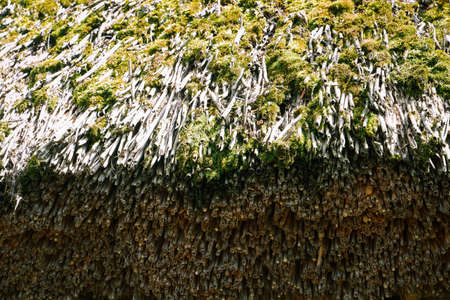 Texture, background. Butt, a cut of an reed. Reed roof edge.の写真素材
