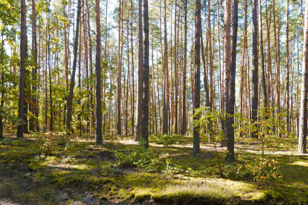 Landscape. road in a pine forest on a bright sunny day. Green moss and light from the sun making its...