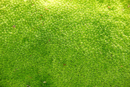 Close up green moss texture, background. Moss green texture.