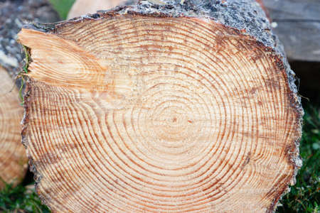 Tree Rings Saw Cut Tree Trunk Background. Wood cross section background. Tree growth rings.