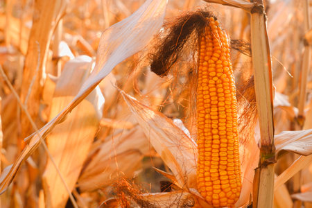 ripe ear of corn in the corn field. Ripe head of orange corn