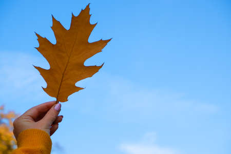 Autumn concept. The girl's hand in an orange sweater holds an Orange maple leaf against the blue sky.の写真素材
