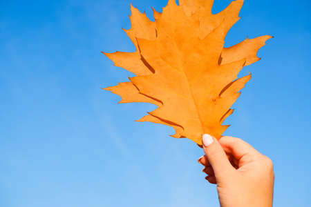 Autumn concept. The girl's hand in an orange sweater holds an Orange maple leaf against the blue sky.の写真素材