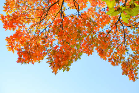 Autumn background. Yellow orange red leaves on a tree against the blue sky. Place for inscription