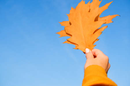 Autumn concept. The girl's hand in an orange sweater holds an Orange maple leaf against the blue sky.の写真素材