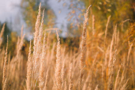 Autumn photo in gold tones. Autumn grasses in the rays of the setting sun.