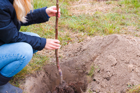 Volunteers planting a tree. The woman plants fruit trees in the garden, hands with shovel digs the ground, nature, environment and ecology conceptの写真素材