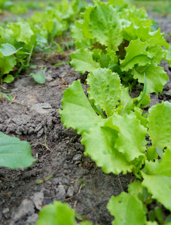 Green juicy Lettuce leaves in the open field. Vitamins in the garden. Organic food.