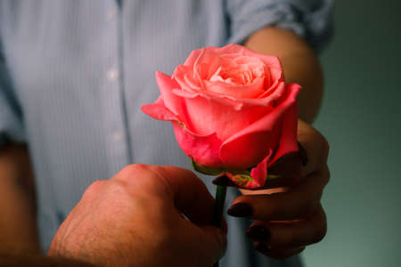 Woman in blue dress gives the man a delicate pink Rose Flower. Close-up view of hands with a rose. Romance, love.の写真素材