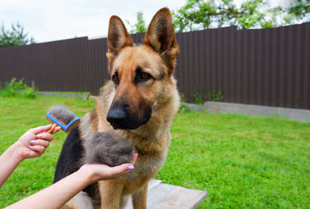 Dog grooming. The girl on the green grass is combing the fur of a German shepherd.の写真素材