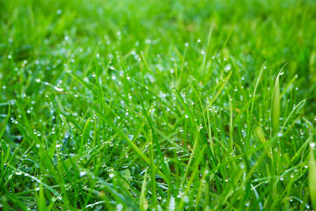 Green grass, close-up. Green, juicy grass with dew drops in the rays of the bright sun, blurred background.の写真素材