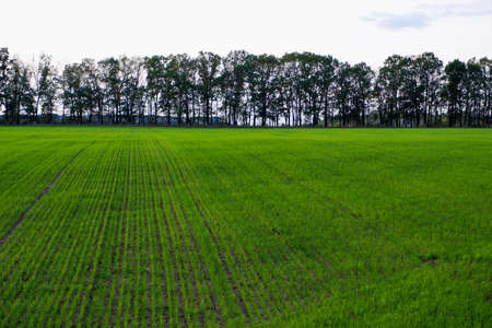 Green wheat field in spring. Bright green landscape. Grass and tree on the horizon in the diffused light of the sunの写真素材