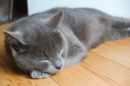 A lazy cat lies on a warm floor. The gray British cat is resting near the fireplace. Cute gray British shorthair cat laying at home interior.の写真素材