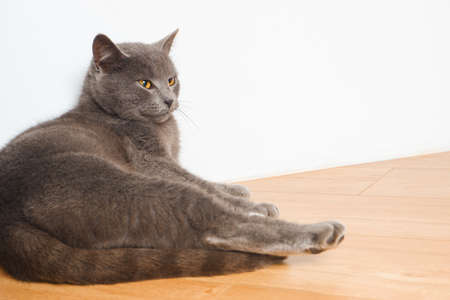 A lazy cat lies on a warm floor. The gray British cat is resting near the fireplace. Cute gray British shorthair cat laying at home interior.の写真素材